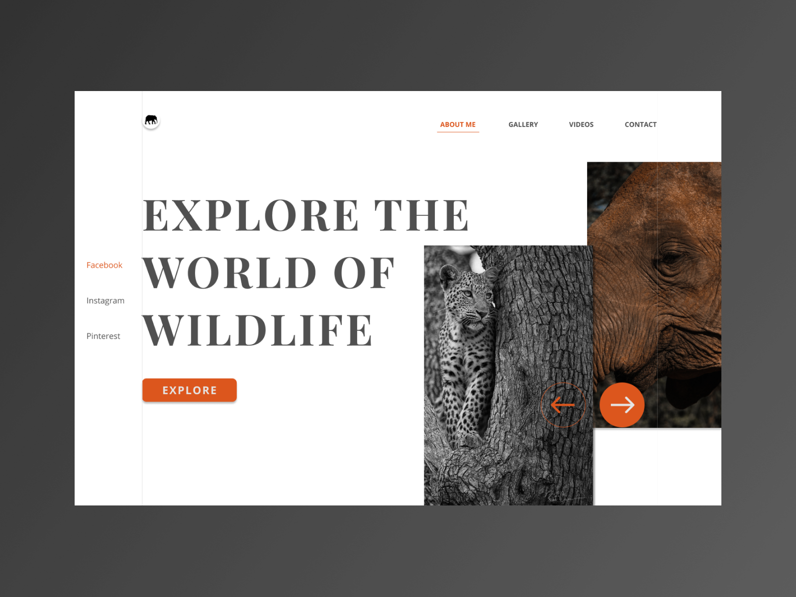 wildlife portfolio